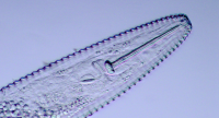 Nematode 02