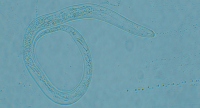 Nematode 01